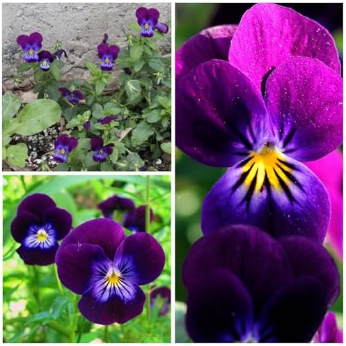 Seed Needs King Henry Viola Seeds to Plant Gothic Violet Flowers 1 Pack - Image 6