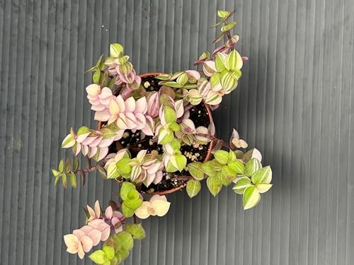 Callisia Repens Bianca, Pink and Green Trailing Plant, Live Indoor Houseplant - Image 2