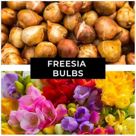 Freesia Mixed Colors Bulbs for Spring Planting - 10 Bulb Mix Pack - Large Healthy Bulbs - Great for Container or Outdoor Growing - Image 5