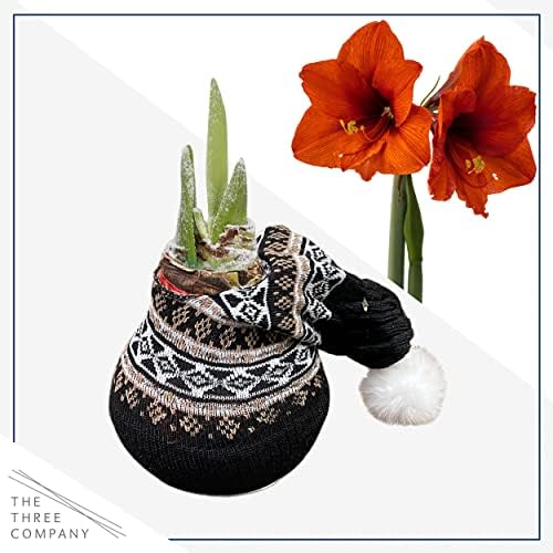Waxed Amaryllis Bulb - Decorative Black Sweater, Red Blooms - Easy Care - No Watering Needed! - Image 4