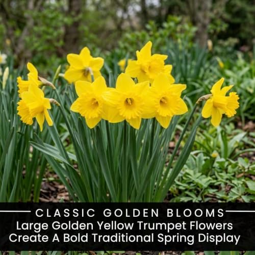 Yellow Dutch Master Daffodil Bulbs for Planting - Fresh Blooming Flowers, Easy to Grow Perennials (10 Bulbs) - Image 2