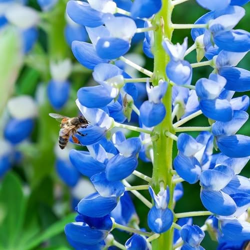 Texas Bluebonnet Seeds for Planting, 1007+pcs Perennial Lupinus Texensis Plants, Non-GMO Heirloom Cold Hardy Drought-Tolerant Wildflower Seeds Attracts Pollinators for Home Garden Outsides - Image 5
