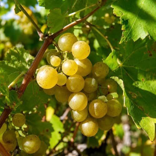 Carlos Muscadine Grape Vine - 28-36" Tall Live Plant - 2 Gallon Pot - Image 3