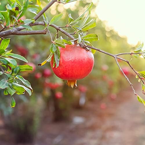 Perfect Plants Wonderful Pomegranate Tree, 2 Gallon, Live Plant - Image 7