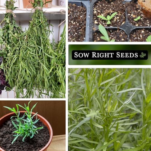 Sow Right Seeds - Tarragon Seed for Planting Your Perennial Herb Garden 3pk - Image 4