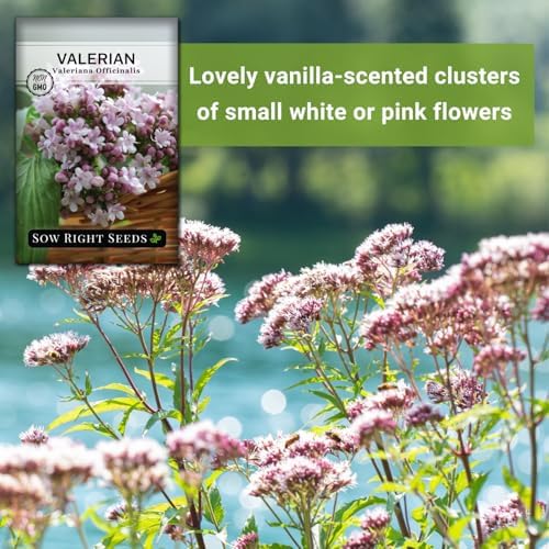 Sow Right Seeds - Valerian Seed for Planting Medicinal Perennial Herb 3pk - Image 5
