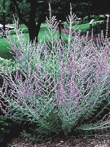 Perovskia atriplicifolia (Russian Sage) Live Perennial, Size-Quart, Summer Blooming Blue-Violet Spikes, Heat Tolerant, Aromatic Stems, Zones 5-9 - Image 2