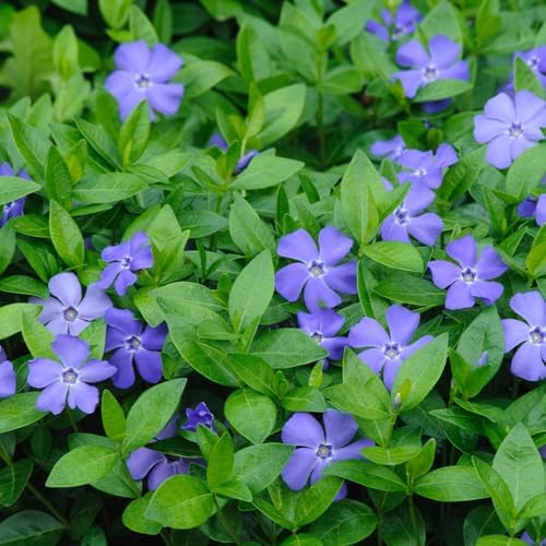 60 Purple Vinca Periwinkle Live Plants, Flowering Plant - Image 6