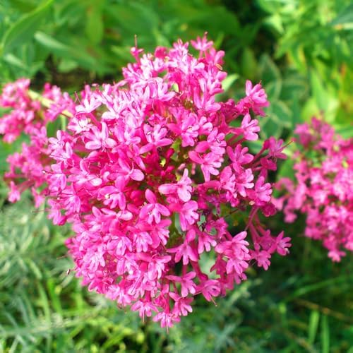 3 Pink Milkweed Live Plants, Flowering Plant,4-6Inc - Image 2