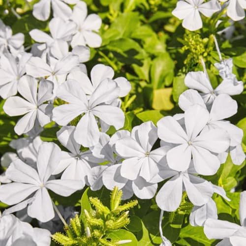 2 White Plumbago Live Plants, 4-8'' Tall White Plumbago Plant Vine Shrub by Unknown