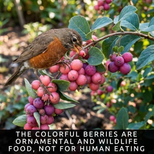 Coralberry Bush Seeds for Planting | 100 Seeds | Pink Berry Native Shrub - Image 3