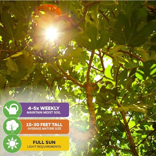 Black Mission Fig Tree Live Plant - Ficus carica - Wellspring Gardens Starter Plant (2-Pack) - Image 4