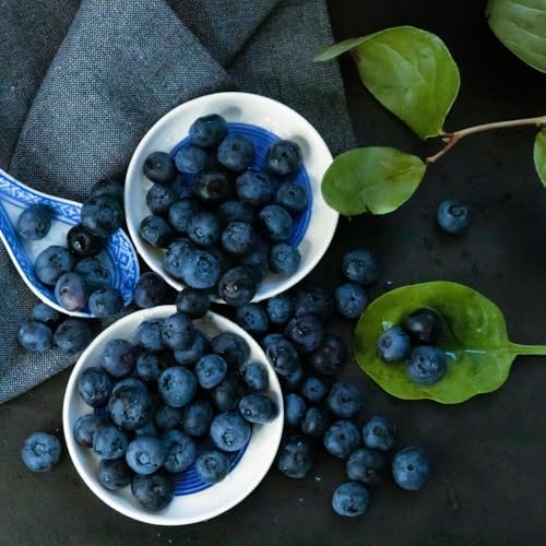 Huckleberry Live Plant, Edible Berry Plant, 3-5 Inch Tall, 4 Inch Pot - Image 3