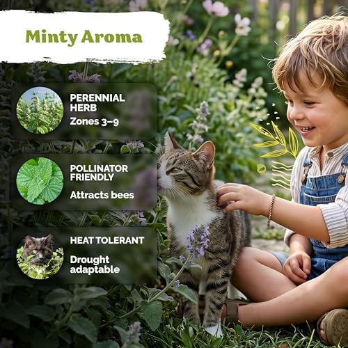 3,000 Catnip Heirloom Herb Seeds for Planting, Nepeta Cataria - Image 4