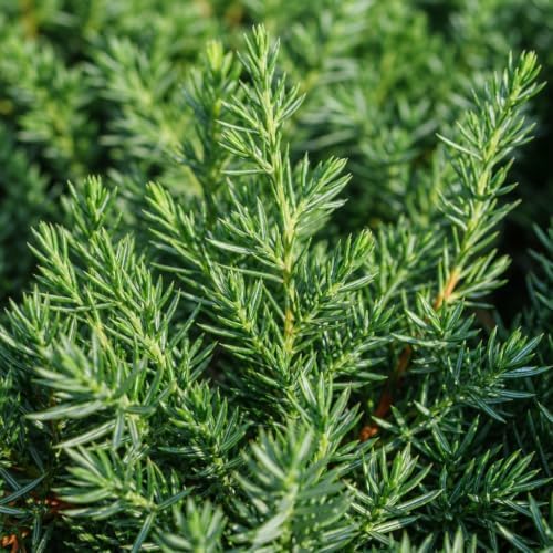 Blue Pacific Shore Juniper | 1 Quart Size Plant | Juniperus Conferta | Evergreen Ground Cover, Hardy Coastal Landscaping, Low Maintenance Shrub, Drought Tolerant, Spreading Growth - Image 3