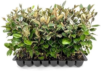 Elaeagnus Pungens I 10 Live Plants I Thorny Olive I Hardy Evergreen Shrub with Fragrant Blooms, Perfect for Hedges, Screening & Ornamental Garden Display by FloridaFoliage