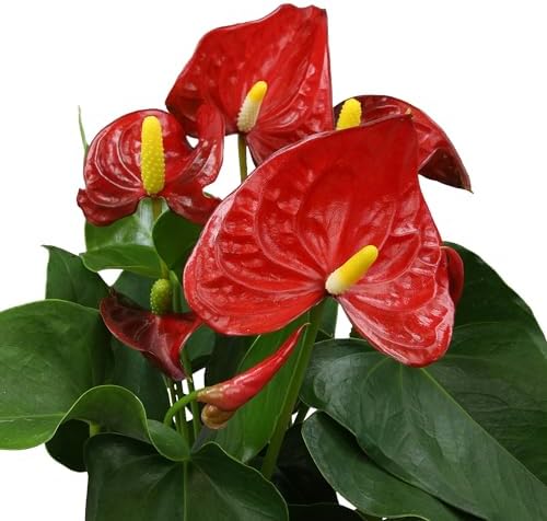 Red Anthurium Live Plant Decor 10-12" in Modern Planter, Plant Lover Gifts for Plant Lovers, Live Plants Indoor Plants Live Houseplants, Real Plants Indoor House Plants Easy Plants by Plants for Pets - Image 5