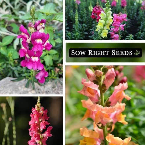 Sow Right Seeds - Large Mix Snapdragon Seed for Planting Flower Garden - Image 4