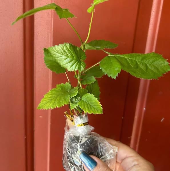 Ponca BlackBerry Plants Pack of 2 - (5-9" Tall) – Sweetest Thornless Live Berry Bushes – Cold Hardy Zones 5-9 – Self-Supporting Rubus Starter for Patio Containers or Outdoor Gardens – High Yield - Image 3