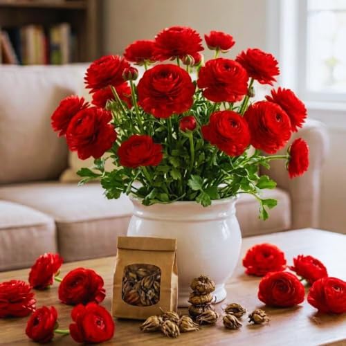 25 Red Ranunculus Bulbs to Plant, Spring Planting Flower Bulbs - Image 2