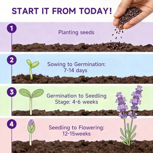 Groundio 1500+ English Lavender Seeds for Planting, Non-GMO | Heirloom | High Germination Dwarf Lavender Herb Seeds for Indoor & Outdoor Pollinator Attract (Lavandula Angustifolia) - Image 3