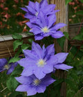 H.F. Young Clematis Vine - 2.5" Pot - Huge Wedgewood Blue Flowers by Hirt%27s+Gardens
