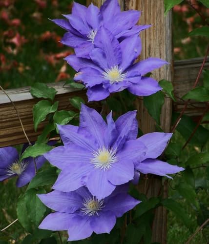 H.F. Young Clematis Vine - 2.5" Pot - Huge Wedgewood Blue Flowers by Hirt%27s+Gardens