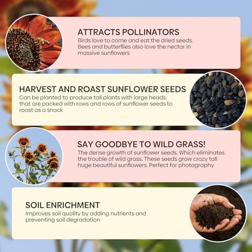 Groundio 160+ Chocolate Sunflower Seeds to Plant - Helianthus Annuus - Image 6