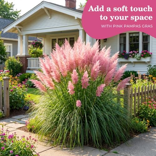 100 + Pink Pampas Grass Seeds for Planting, Garden Grasses - Image 5