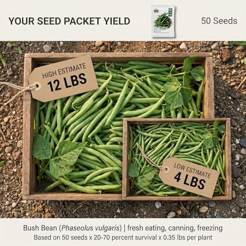 50 Blue Lake 274 Bush Green Bean Seeds for Planting - Stringless Uniform Pods Ideal for Canning, Heirloom, Non-GMO, USA Grown by RDR Seeds - Image 2