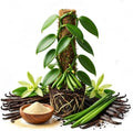 Vanilla Bean Vine Plant Live, 3 to 5 Inches Tall, Climbing Tropical Plant by Unknown