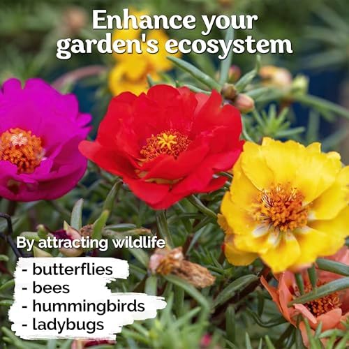 10,000 Mix Moss Rose Seeds for Planting (Portulaca grandiflora) - Purslane Double Flower Portulaca Seed, Drought Tolerant Flowering Ground Cover - Flower Seeds to Plant Outside, Beds, Baskets - Image 7