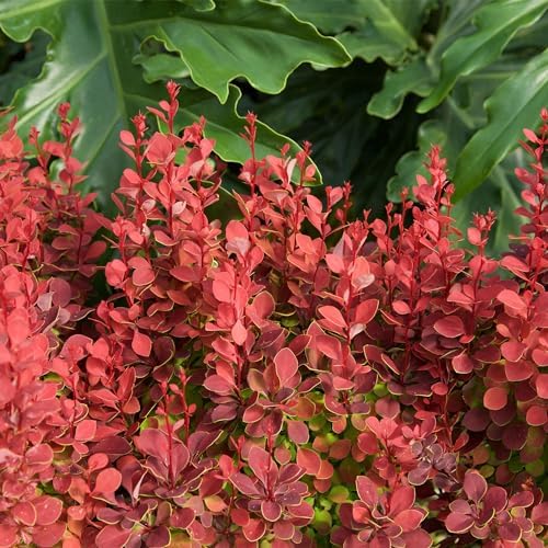 Southern Living 2 Gal. Orange Rocket Barberry Shrub - Image 2