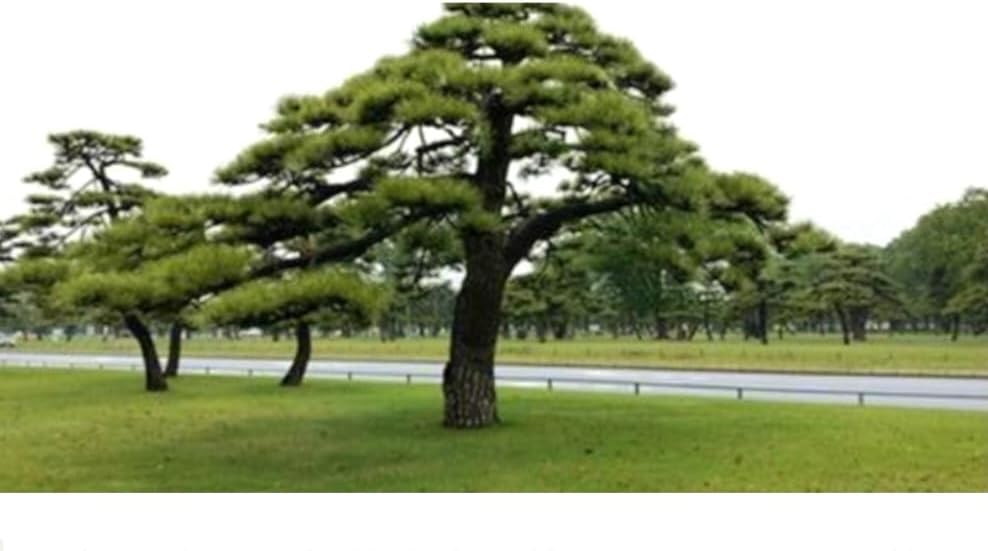 50 Pinus thunbergii Seeds, Japanese Black Pine Tree Seeds for Planting, Thunberg Pine Evergreen Bonsai Seeds, Ornamental Hardy Conifer Tree Seed for Zen Garden Backyard Home Landscaping - Image 4