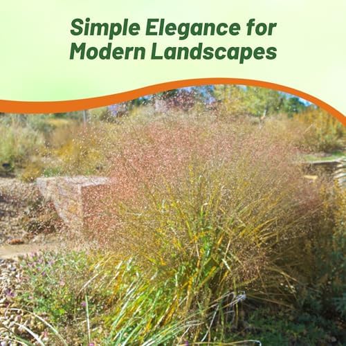 Outsidepride Sand Love Grass Seeds - 10,000 Pcs. Perennial, Easy to Grow, Drought-Tolerant, Tall Ornamental Grass, Thrives in Sandy Soil, Wind & Erosion Control for Landscaping, Year-Round Beauty - Image 6
