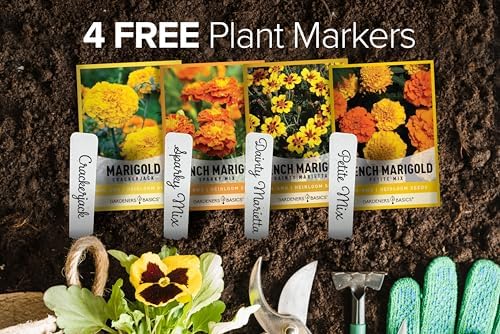 Gardeners Basics, Marigold Seeds for Planting Outdoors (4 Variety Pack) French Marigold Petite Mix, Dainty Marietta, Sparky, and African Marigold Seeds Crackerjack for Pollinators Wildflower Seed - Image 5