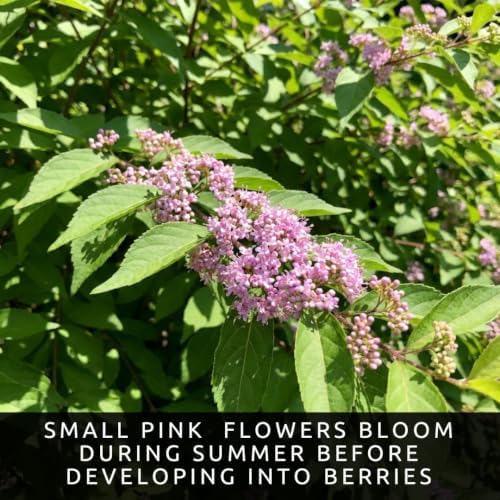 Beautyberry Seeds for Planting Native Shrub 100 Premium Seeds - Image 6