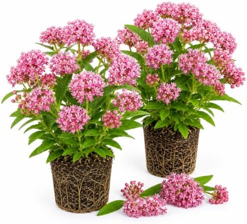2 Pink Milkweed Plants Live, Milkweed Live Plant, 4-6 Inch Tall by AKTRD