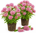 2 Pink Milkweed Plants Live, Milkweed Live Plant, 4-6 Inch Tall by AKTRD