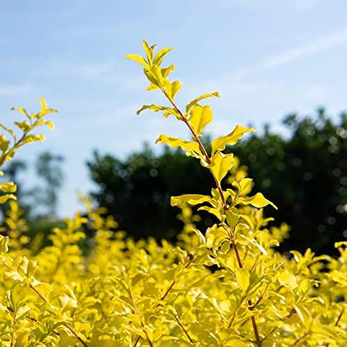 Perfect Plants Sunshine Ligustrum Shrub, 3 Gallon, Golden Evergreen - Image 6