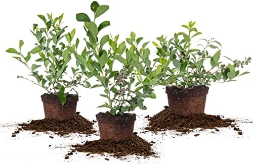Perfect Plants Rabbiteye Blueberry Bush, 1 Gallon (3-Pack), Live Fruit by PerfectPlantsNursery