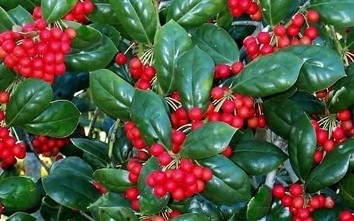 Burdi Holly | 2 Extra Large Trade 3 Gallon Plants | Ilex Cornuta | Fast Growing Evergreen Shrubs, Privacy Hedge Plants, Dark Green Foliage, Low Maintenance Landscaping, Ideal Hedges and Borders by FloridaFoliage