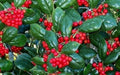 Burfordi Holly | 1 Large Trade Gallon Size Plant | Ilex Cornuta | Fast Growing Evergreen Shrubs, Privacy Hedge Plants, Dark Green Foliage, Low Maintenance Landscaping, Ideal for Hedges and Borders by FloridaFoliage