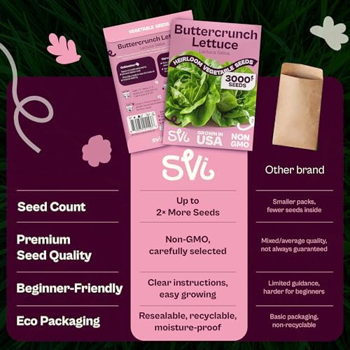 SVI 3000 Buttercrunch Lettuce Seeds (Lactuca Sativa) – Butter Lettuce Head Seed Packets Bulk – Heirloom Vegetable Seeds for Outdoor & Indoor Vegetable Garden, Containers - Image 6