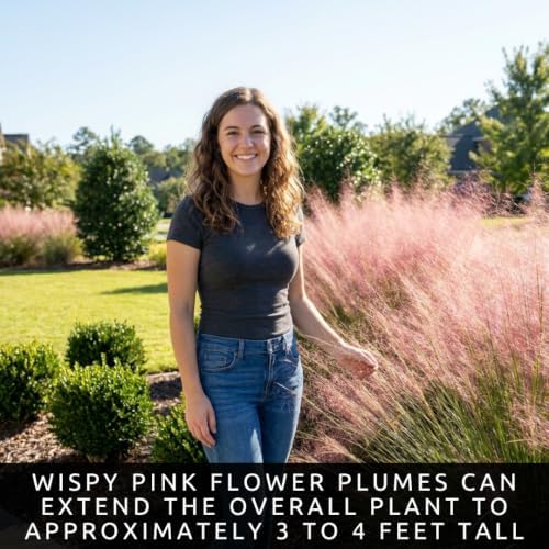 5 Pink Muhly Grass Live Plant Plugs | Native Ornamental Grass for Full Sun - Image 5