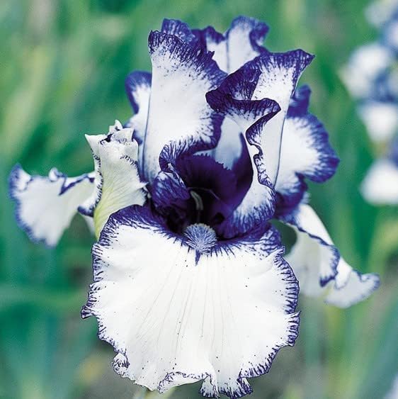 35 Mixed Iris Heirloom Seeds for Planting - Image 2