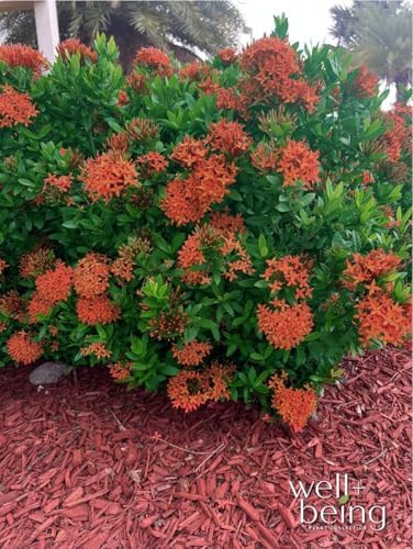Nature’s Way Farms Ixora Taiwanese Red Outdoor Flowering Live Shrub (25-30in Tall) in Grower Pot - Image 4