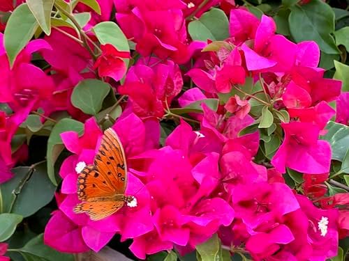 Pink 16" Bougainvillea - Image 2