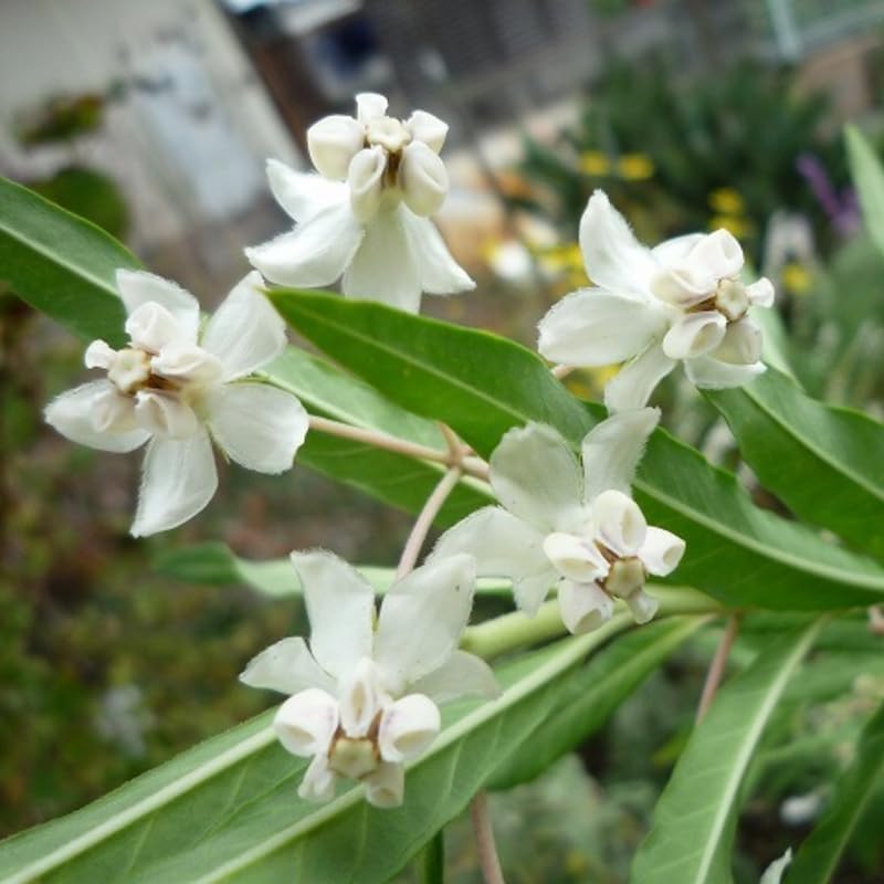 2 Vining Milkweed Live Plants, Perennial Flower Plant, 4-8 Inch Tall - Image 4