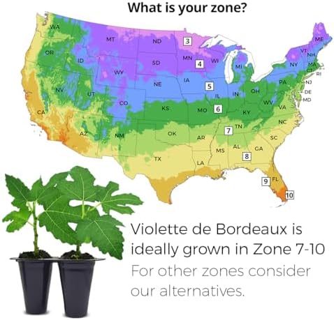 Violette de Bordeaux Fig Trees Live Plants – Set of 4 Starter Fig Plants – Compact, High-Yielding Variety with Rich, Sweet Fruit – Ideal for Containers and Small Gardens – Cold Hardy and Easy to Grow - Image 3